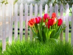 Tulipanes en el jardín junto a una cerca
