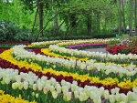 Coloridos tulipanes primaverales en un parque