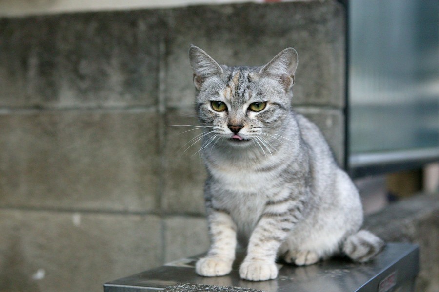 Un lindo gato gris