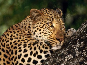 Leopardo sobre un tronco