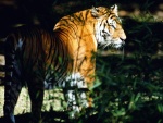 Tigre caminando entre la maleza