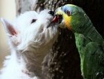 Guacamayo mordiendo la lengua de un terrier