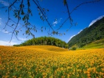 Un prado cubierto de flores amarillas