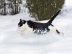 Gato corriendo por la nieve