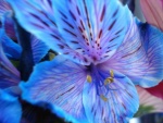 Bonita flor azulada