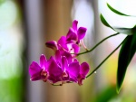 Ramas con orquídeas fucsias