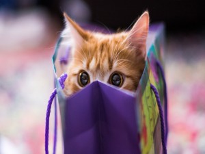 Gato dentro de una bolsa