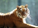 La mirada de un bonito tigre