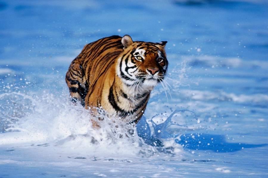 Tigre corriendo sobre la espuma del mar