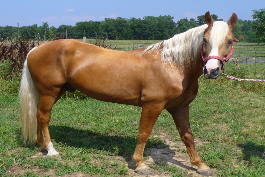 Un lustroso caballo