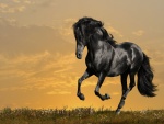 Un hermoso caballo negro