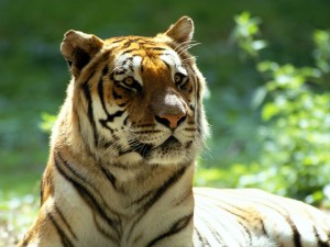 Un hermoso tigre