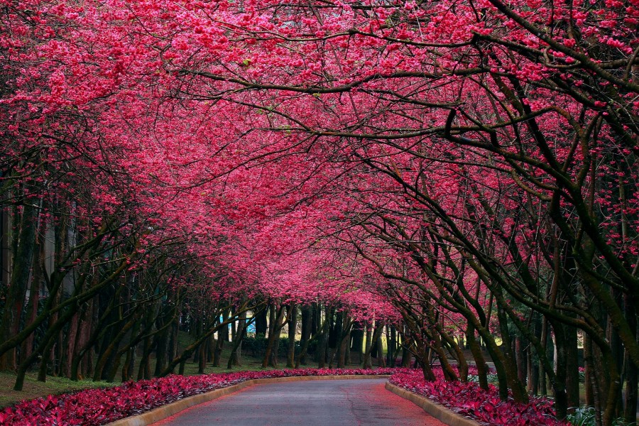 Árboles en flor junto a un camino