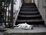 Gato tumbado bajo las escaleras
