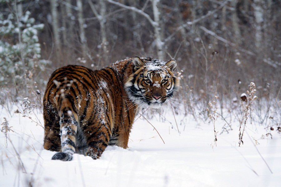 Nieve sobre un tigre