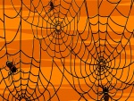 Arañas construyendo su tela en la noche de "Halloween"