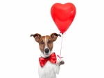 Perro sosteniendo un globo rojo con forma de corazón