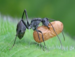 Hormiga transportando comida