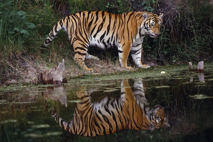 Tigre reflejado en el agua