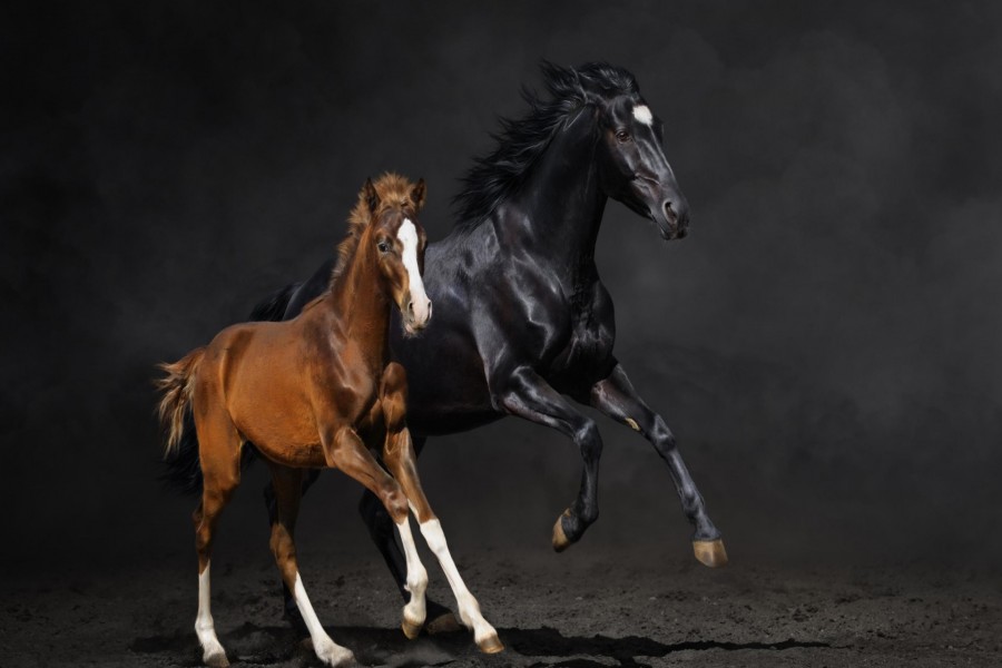 Potro marrón junto a un caballo negro