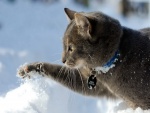 Gato jugando en la nieve