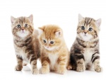 Tres lindos gatitos
