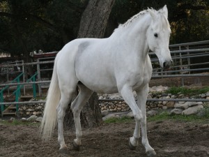 Un caballo blanco