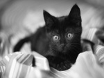 Un gatito negro sobre las sábanas