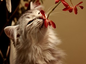 Gato oliendo una flor