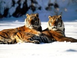 Tigres tumbados en la nieve