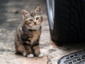 Gatito junto a la rueda de un coche