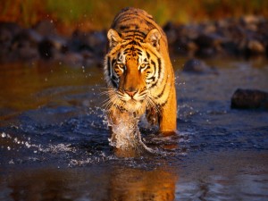 Tigre caminando por el agua