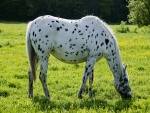 Un caballo blanco con manchas negras