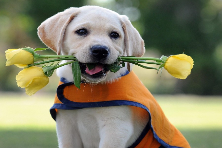 Rosas amarillas en la boca de un perro
