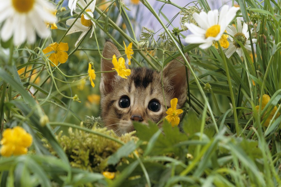 Gato escondido entre las flores