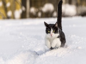 Un gato corriendo por la nieve