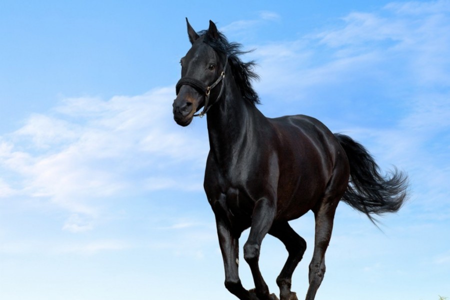 Caballo negro bajo un cielo azul