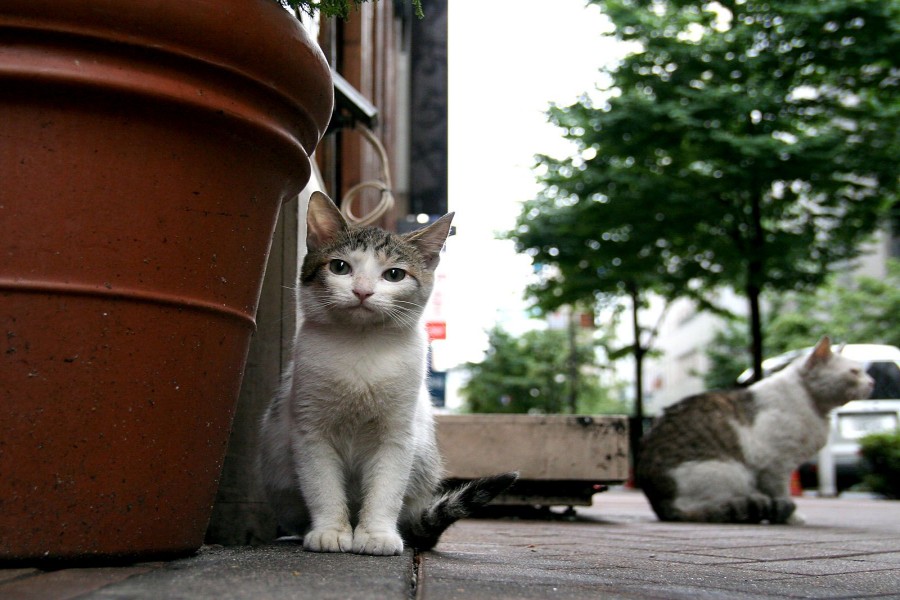 Gatos en una calle