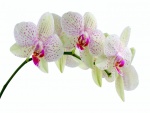 Flores de orquídea en una ramita
