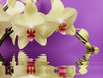Orquídeas reflejadas en el agua