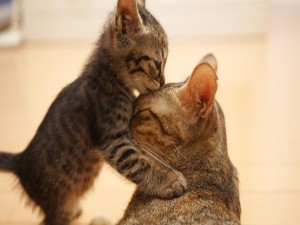 Gatito besando a mamá