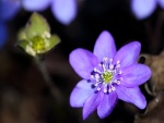 Una linda flor púrpura