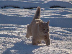 Gato caminando por la fría nieve