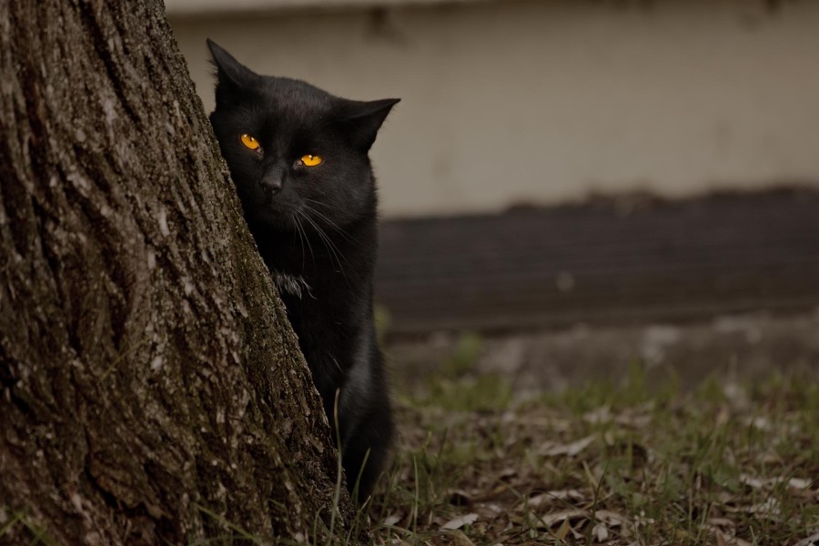 Gato negro junto a un árbol
