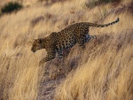 Un leopardo caminando