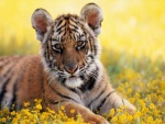 Un cachorro de tigre sobre las flores amarillas