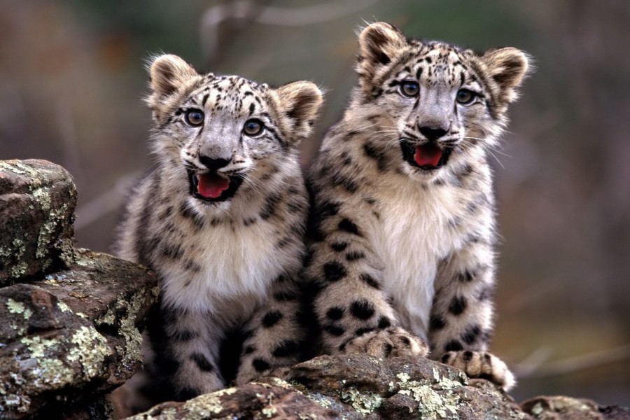 Cachorros de leopardo de las nieves