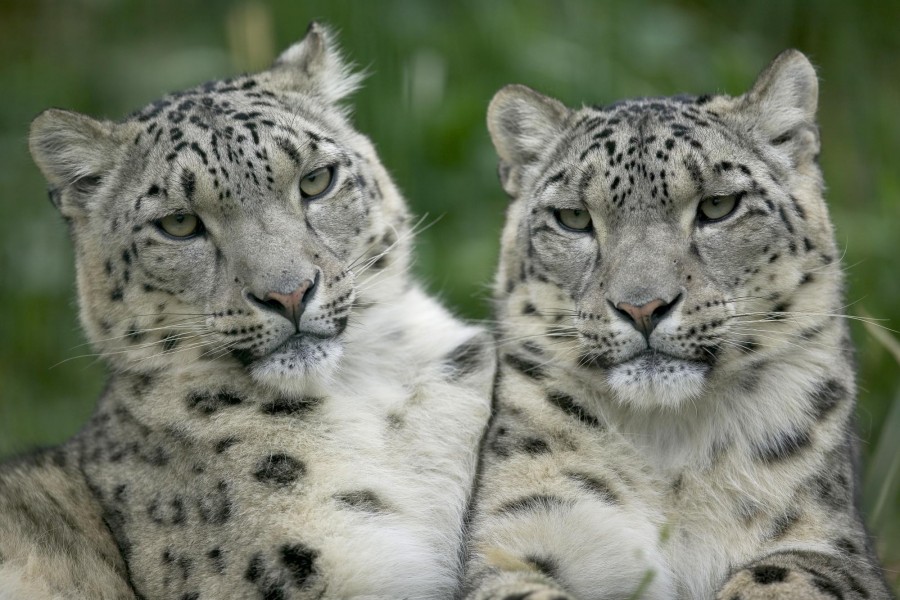 Dos leopardos de las nieves