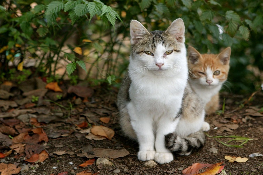 Dos gatos en un jardín