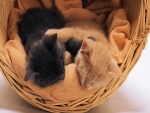 Dos gatitos durmiendo en una cesta